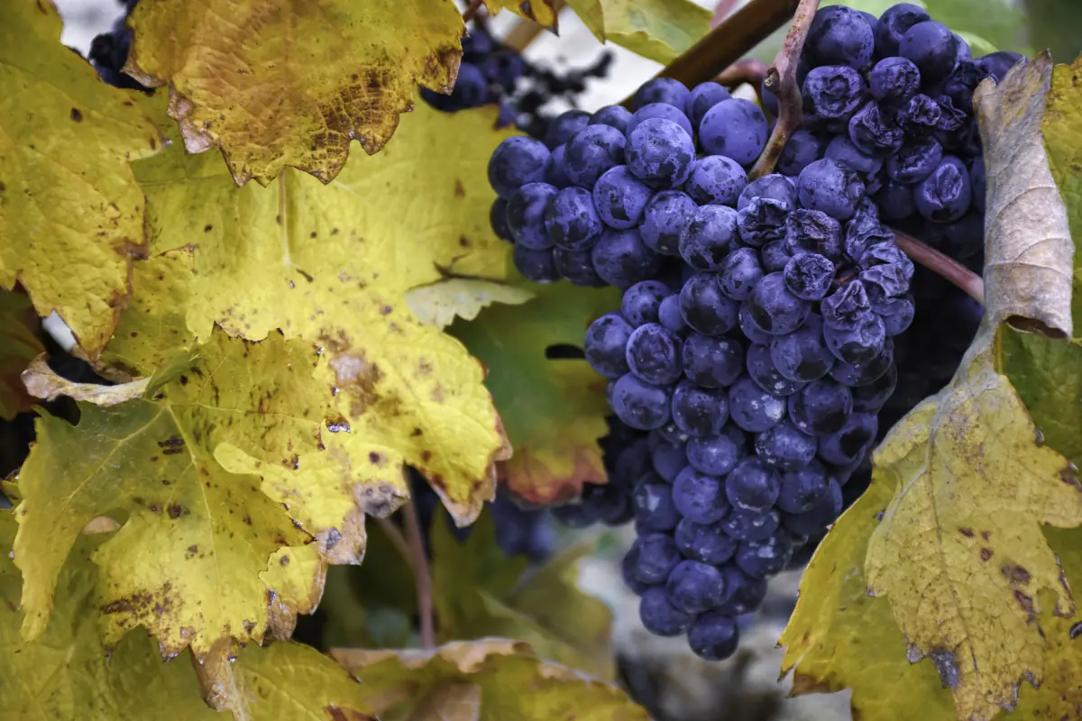 rioja viñedos en taxi